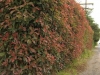 photinia_raseri_red_robin_20110926_1096485119