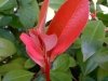 photinia_raseri_red_robin_20110926_1696110349 photinia_raseri_red_robin_20110926_1696110349